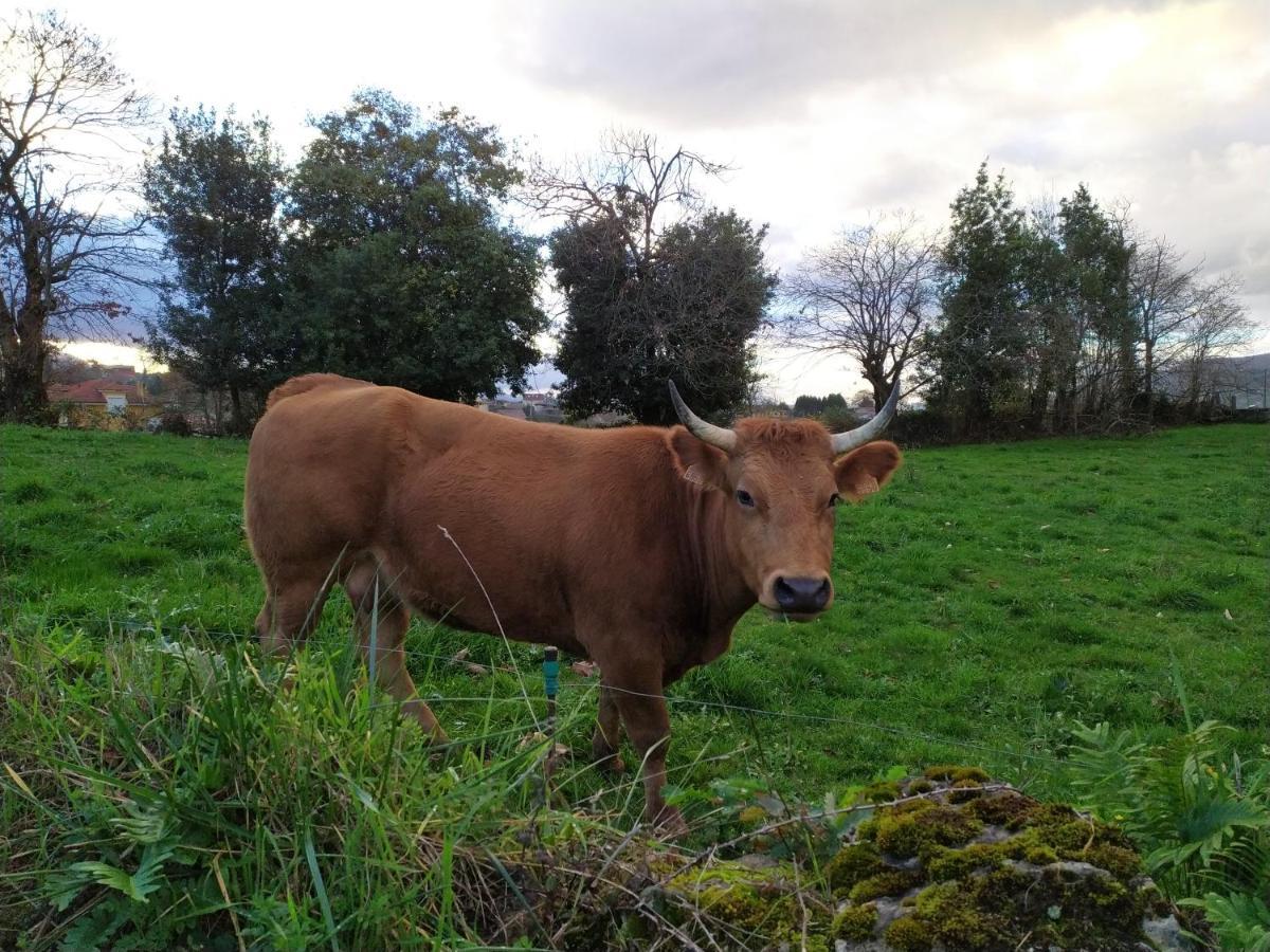 El Llagar - Sagasta Rural Oviedo